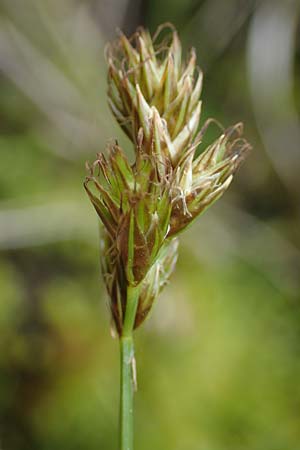 Carex ovalis \ Hasenfu-Segge, Hasenpfoten-Segge, A Seckauer Tauern, Brandstätter Törl 1.7.2021