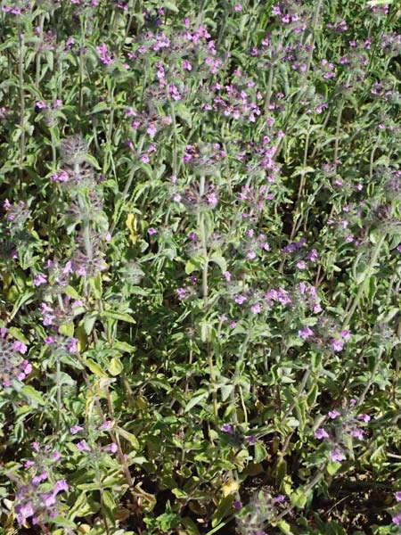 Clinopodium vulgare \ Wirbeldost / Wild Basil, A Siegendorf 12.7.2023