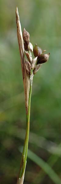 Carex alba \ Weie Segge, A Windischgarsten 30.7.2021