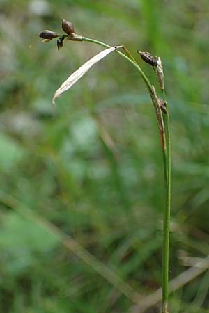 Carex alba \ Weie Segge / White Sedge, A Windischgarsten 30.7.2021