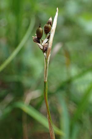 Carex alba \ Weie Segge / White Sedge, A Windischgarsten 30.7.2021