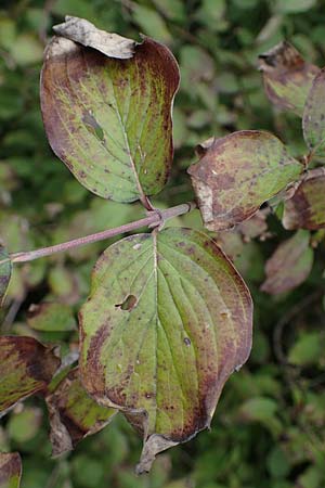 Cornus mas \ Kornelkirsche / Cornelian Cherry, A Hainburg 25.9.2022