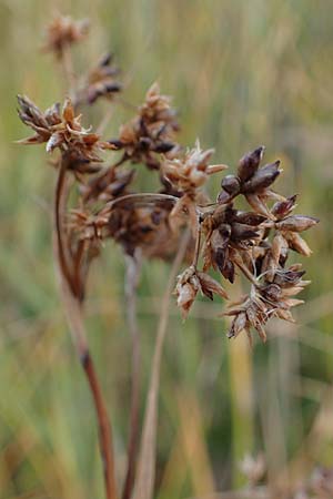 Cladium mariscus \ Schneid-Ried / Great Fen Sedge, A Seewinkel, Illmitz 28.9.2022