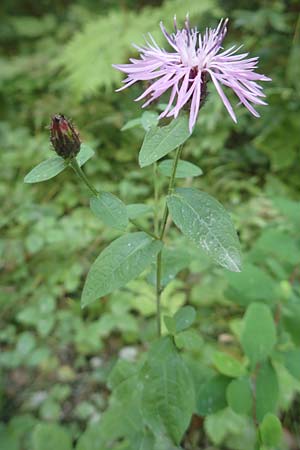 Centaurea nigrescens \ Schwrzliche Flockenblume, A Kärnten, Tscheppa - Schlucht 20.8.2016