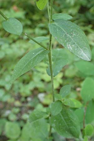 Centaurea nigrescens \ Schwrzliche Flockenblume, A Kärnten, Tscheppa - Schlucht 20.8.2016