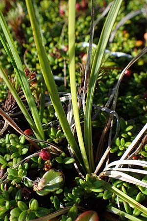 Carex nigra \ Braune Segge / Common Sedge, A Wölzer Tauern, Kleiner Zinken 24.7.2021