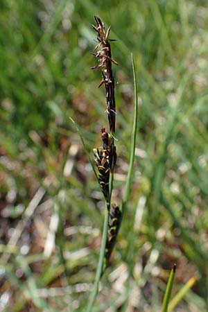 Carex nigra \ Braune Segge, A Kärnten, Koralpe 1.7.2022