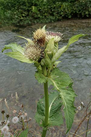 Cirsium oleraceum \ Kohl-Kratzdistel, Kohl-Distel, A Tragöß 5.7.2019