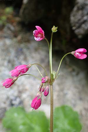 Primula matthioli \ Alpen-Glckel, A Frein an der Mürz 3.7.2020