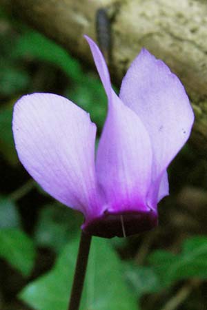 Cyclamen purpurascens \ Europisches Alpenveilchen / Cyclamen, A Klaus 14.7.2007