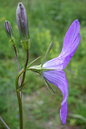 Campanula patula \ Wiesen-Glockenblume, A Malta - Tal 7.6.2008