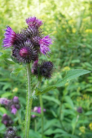 Carduus personata / Great Marsh Thistle, A Malta - Valley 19.7.2010