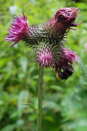 Carduus personata \ Kletten-Distel / Great Marsh Thistle, A Gloggnitz 4.8.2011