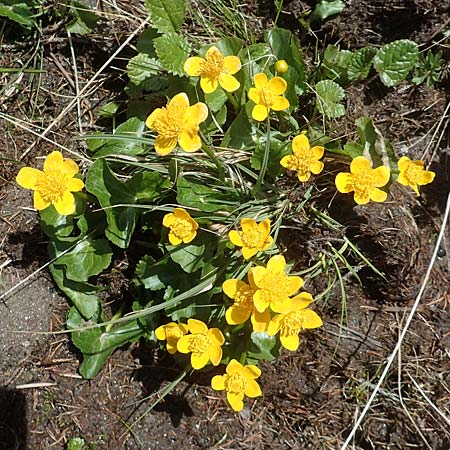 Caltha palustris \ Sumpf-Dotterblume / Marsh Marigold, A Kärnten/Carinthia, Koralpe 21.5.2016