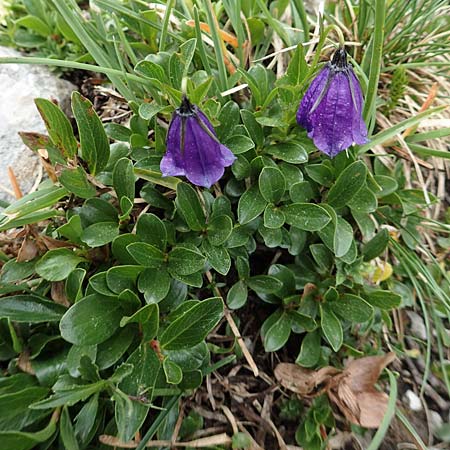 Campanula pulla \ Dunkle Glockenblume, sterreicher Glockenblume, A Trenchtling 3.7.2019