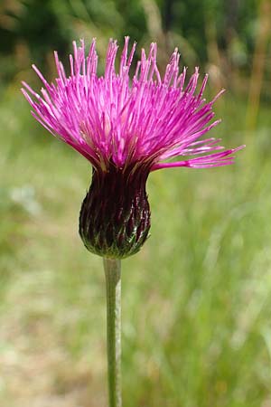 Cirsium pannonicum \ Ungarische Kratzdistel / Hungarian Thistle, A Weikersdorf am Steinfeld 2.7.2020