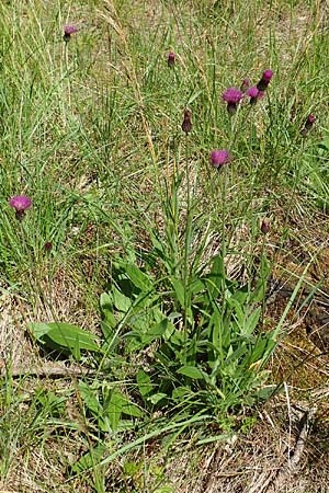 Cirsium pannonicum \ Ungarische Kratzdistel / Hungarian Thistle, A Weikersdorf am Steinfeld 2.7.2020