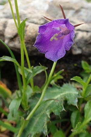 Campanula pulla \ Dunkle Glockenblume, sterreicher Glockenblume / Dark Bellflower, Austrian Bellflower, A Dachstein Südwand 7.7.2020