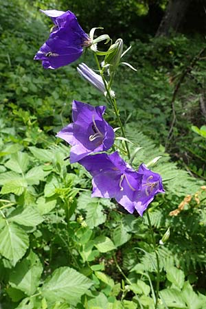 Campanula persicifolia \ Pfirsichblttrige Glockenblume / Peachleaf Bellflower, A Kraubath (Mur) 27.6.2021