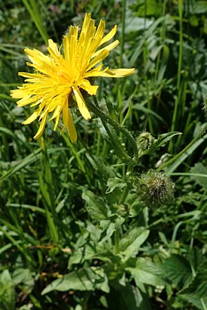 Crepis blattarioides \ Schabenkraut-Pippau / Moth-Mullein Hawk's-Beard, A Eisenerzer Reichenstein 28.7.2021