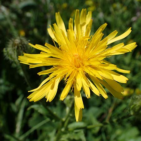 Crepis blattarioides \ Schabenkraut-Pippau, A Eisenerzer Reichenstein 28.7.2021