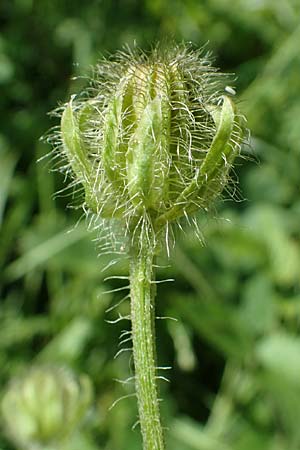 Crepis blattarioides \ Schabenkraut-Pippau, A Eisenerzer Reichenstein 28.7.2021