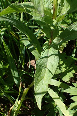 Crepis blattarioides \ Schabenkraut-Pippau, A Eisenerzer Reichenstein 28.7.2021