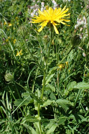 Crepis blattarioides \ Schabenkraut-Pippau, A Eisenerzer Reichenstein 28.7.2021