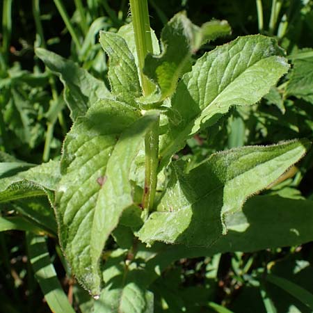 Crepis blattarioides \ Schabenkraut-Pippau / Moth-Mullein Hawk's-Beard, A Eisenerzer Reichenstein 28.7.2021