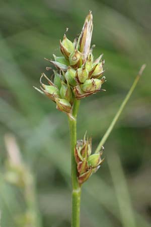 Carex pilulifera / Pill Sedge, A Carinthia, Koralpe 3.7.2022