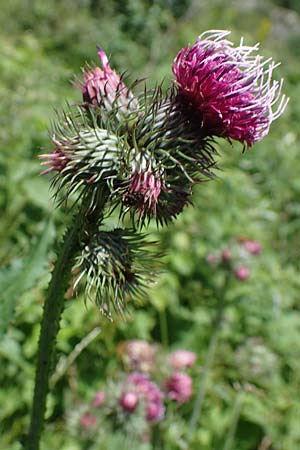 Carduus personata / Great Marsh Thistle, A Carinthia, Koralpe 3.7.2022