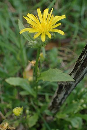 Crepis pannonica \ Pannonien-Pippau / Pannonian Hawk's-Beard, A Perchtoldsdorf 22.9.2022