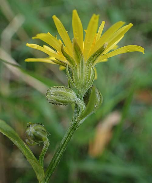 Crepis pannonica \ Pannonien-Pippau / Pannonian Hawk's-Beard, A Perchtoldsdorf 22.9.2022