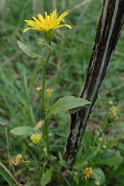 Crepis pannonica \ Pannonien-Pippau / Pannonian Hawk's-Beard, A Perchtoldsdorf 22.9.2022