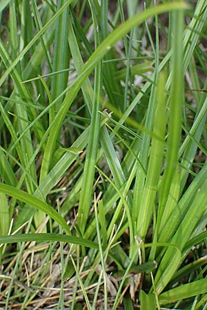 Carex pilulifera \ Pillen-Segge / Pill Sedge, A Kärnten/Carinthia, Koralpe 5.7.2023