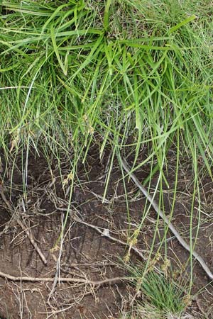 Carex pilulifera \ Pillen-Segge / Pill Sedge, A Kärnten/Carinthia, Koralpe 5.7.2023