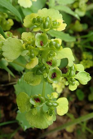 Chrysosplenium alternifolium \ Wechselblättriges Milzkraut, Gold-Milzkraut / Alternate-Leaved Golden-Saxifrage, A Kärnten/Carinthia, Trögerner Klamm 18.5.2016