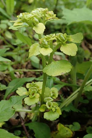 Chrysosplenium alternifolium \ Wechselblttriges Milzkraut, Gold-Milzkraut, A Kärnten, Trögerner Klamm 18.5.2016