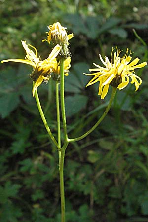 Crepis paludosa \ Sumpf-Pippau / Marsh Hawk's-Beard, A Kärnten/Carinthia, Petzen 21.7.2007