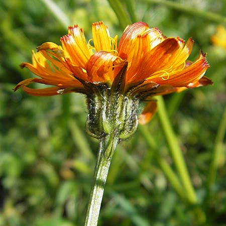 Crepis aurea \ Gold-Pippau, A Dachstein 20.7.2010