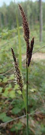 Carex flacca \ Blaugrüne Segge, A Kärnten, St. Paul im Lavanttal 16.5.2016
