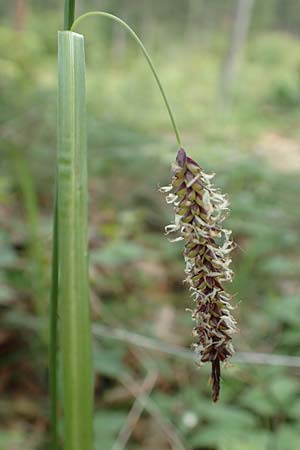 Carex flacca \ Blaugrüne Segge, A Kärnten, St. Paul im Lavanttal 16.5.2016