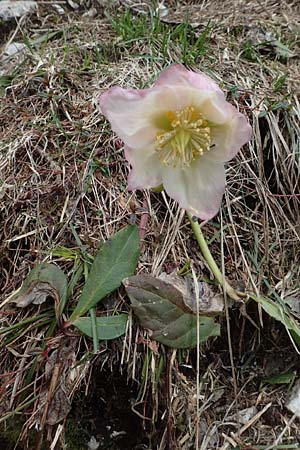 Helleborus niger / Christmas Rose, A Carinthia, Hochobir 19.5.2016