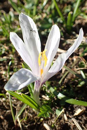 Crocus albiflorus \ Alpen-Krokus, A Namlos 1.5.2019