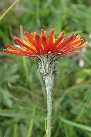 Crepis aurea \ Gold-Pippau, A Osttirol, Golzentipp 12.7.2019