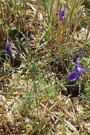 Delphinium consolida subsp. paniculatum \ Rispiger Acker-Rittersporn / Field Larkspur, A Weikersdorf am Steinfeld 2.7.2020