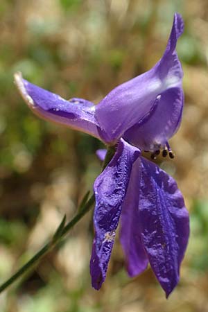 Delphinium consolida subsp. paniculatum \ Rispiger Acker-Rittersporn / Field Larkspur, A Weikersdorf am Steinfeld 2.7.2020