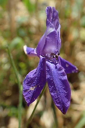 Delphinium consolida subsp. paniculatum \ Rispiger Acker-Rittersporn / Field Larkspur, A Weikersdorf am Steinfeld 2.7.2020