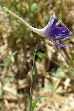 Delphinium consolida subsp. paniculatum \ Rispiger Acker-Rittersporn / Field Larkspur, A Weikersdorf am Steinfeld 2.7.2020