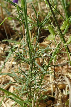 Delphinium consolida subsp. paniculatum \ Rispiger Acker-Rittersporn / Field Larkspur, A Weikersdorf am Steinfeld 2.7.2020